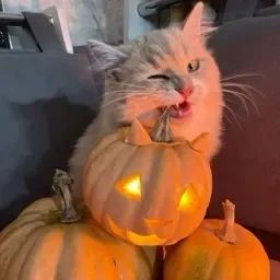 kitty 🎃