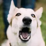 r/DogAdvice